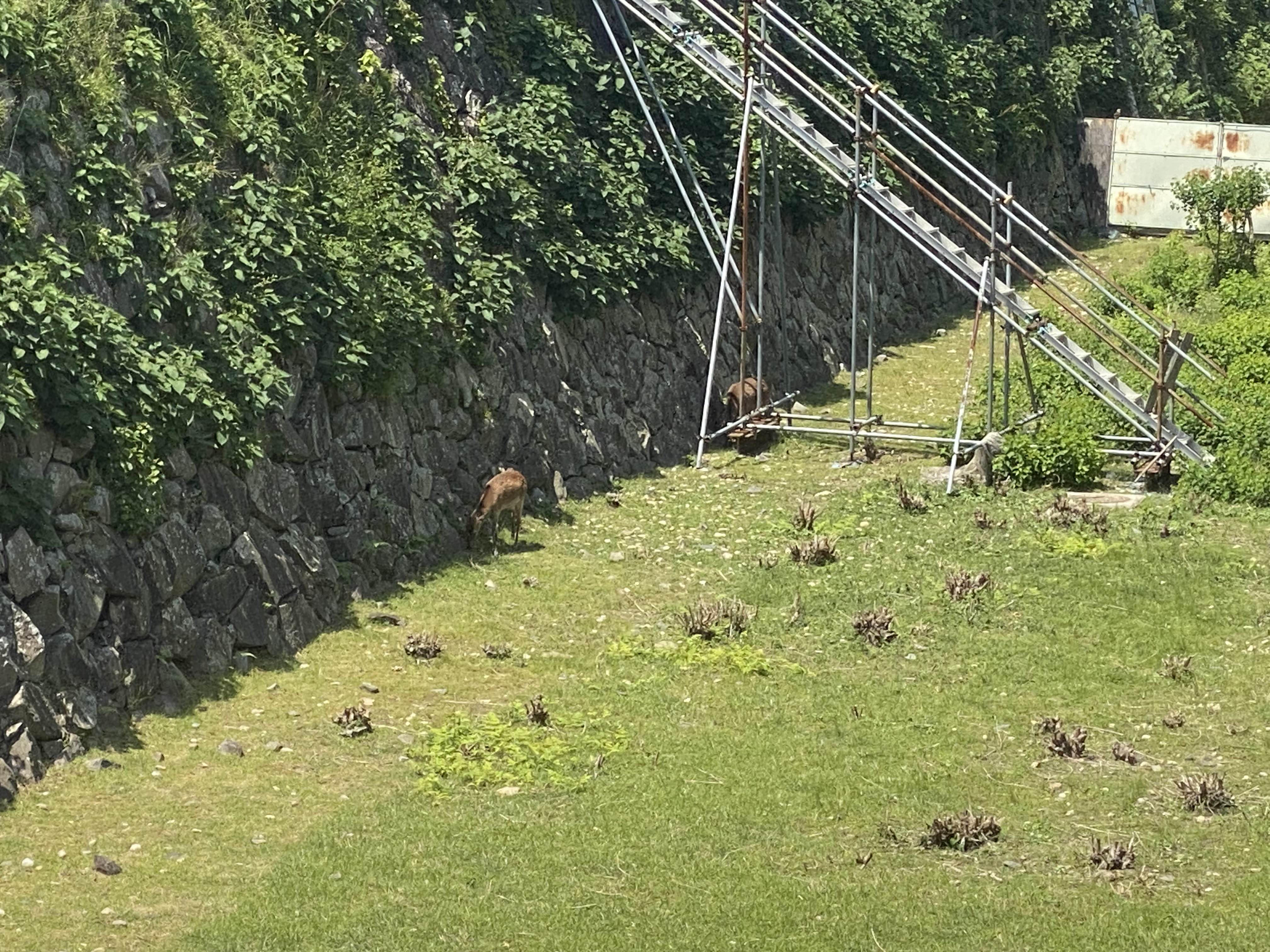名古屋城内堀の鹿